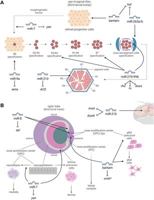 The Role of microRNAs in the Drosophila Melanogaster Visual System